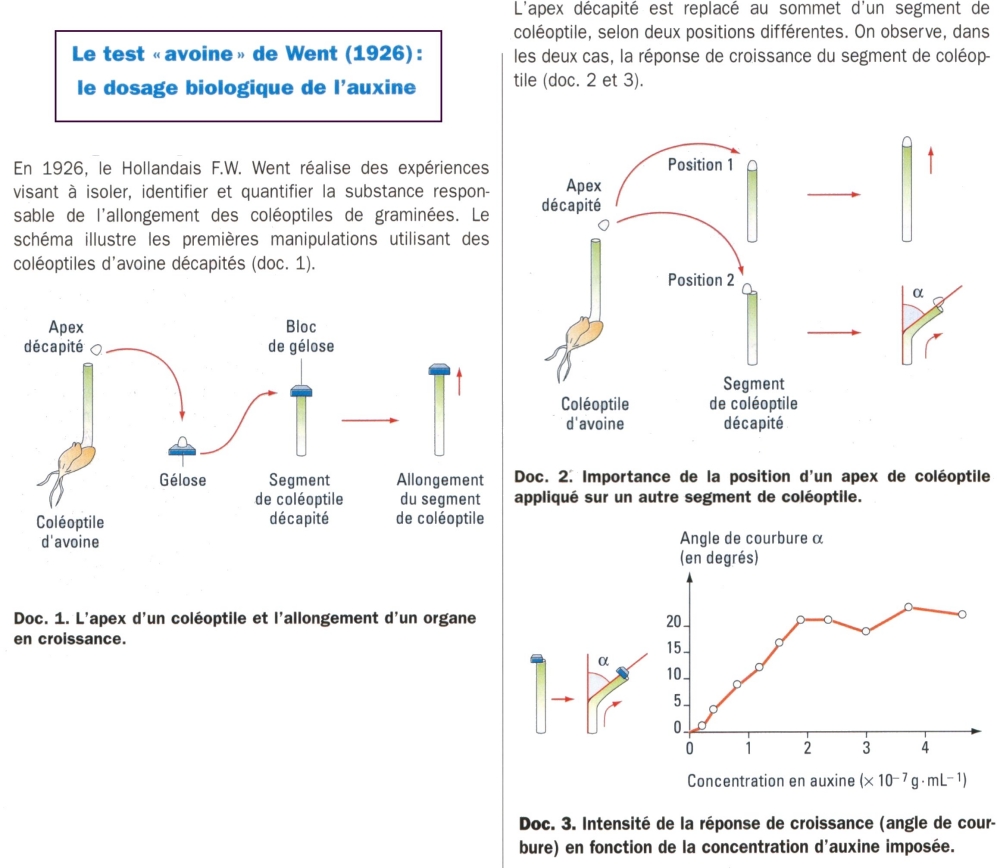 auxine test avoine.jpg